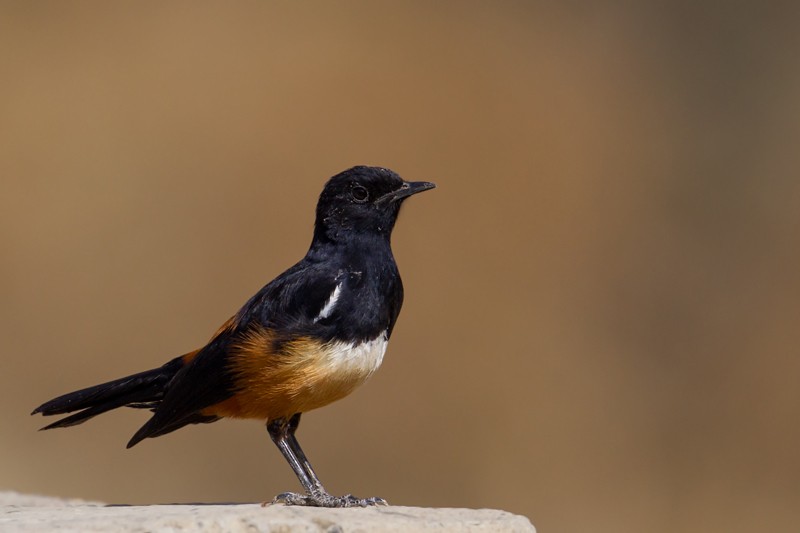 Mocking Cliff Chat - ssp Albiscapulata