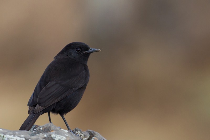 Ruppell's Black Chat