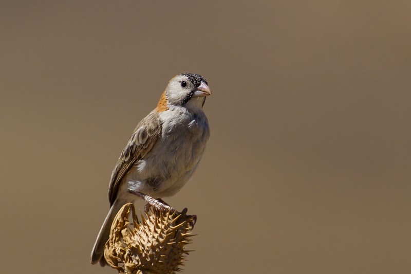 Speckle-fronted Weaver - nominate race