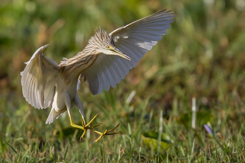 Squacco Heron in flight
