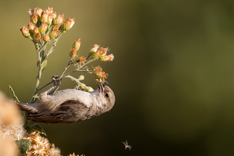 Mouse-coloured Penduline Tit foraging