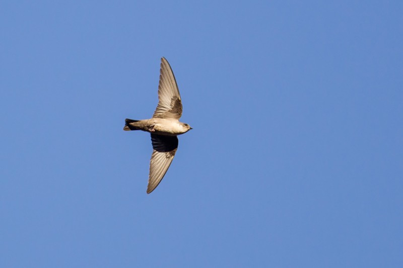 Eurasian Crag Martin in flight