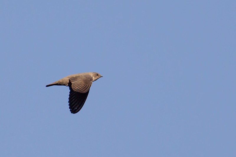 Eurasian Crag Martin in flight