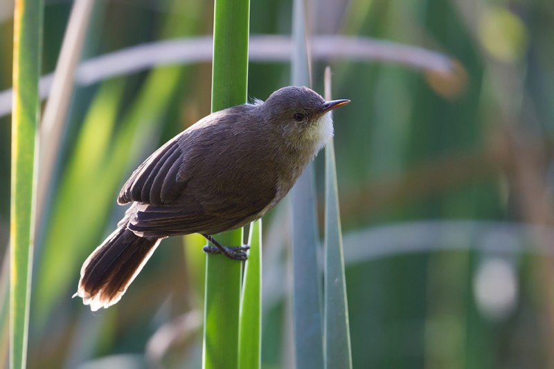 Lesser Swamp Warbler - ssp parvus