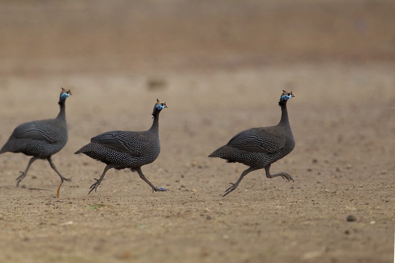 Helmeted Guineafowl - nominate race