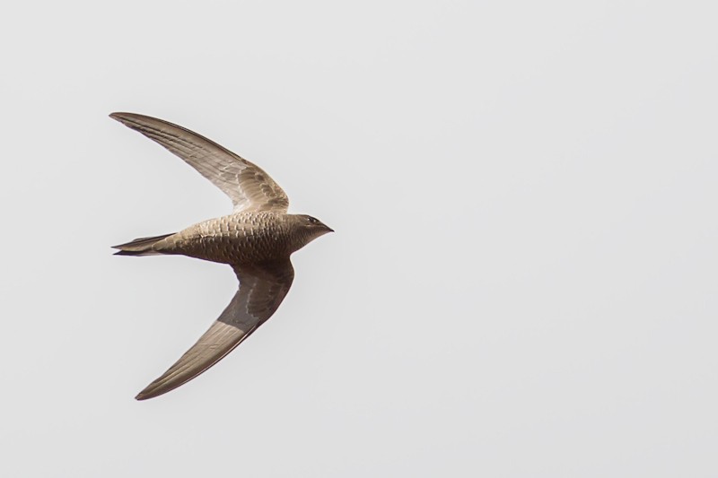 Mottled Swift - nominate race