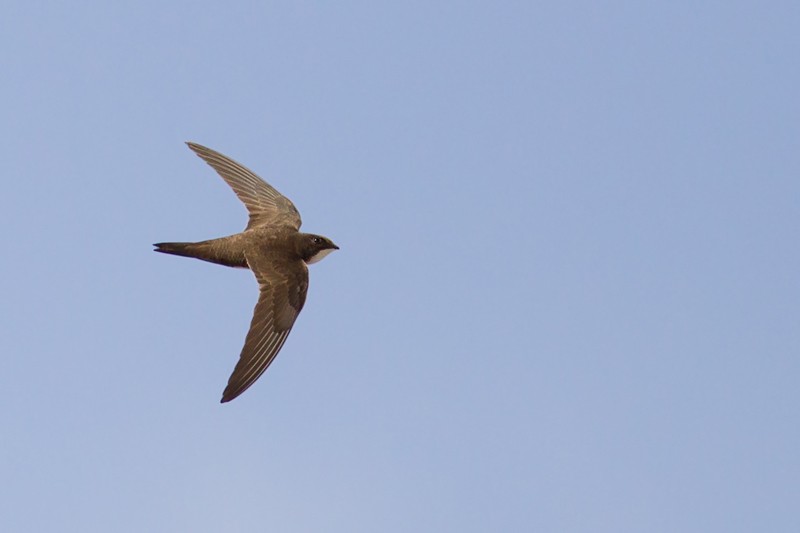 Alpine Swift