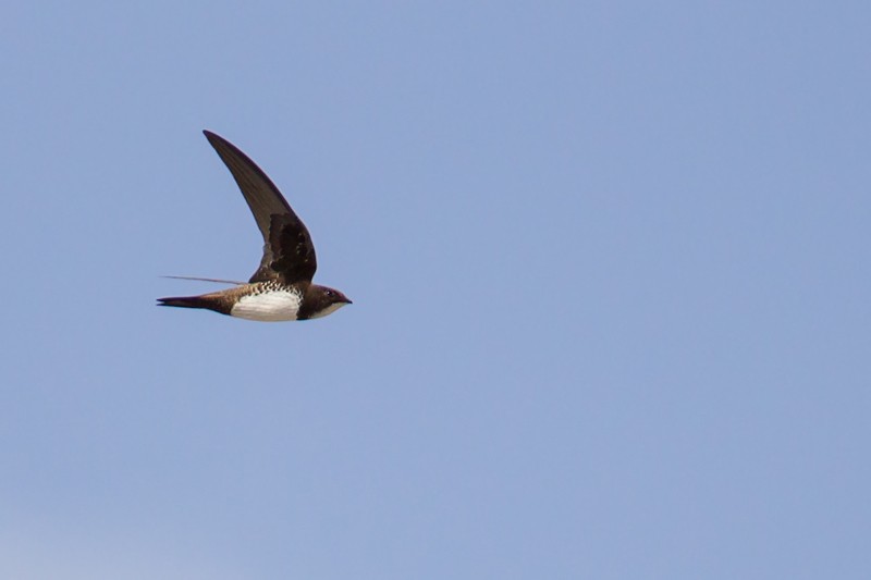 Alpine Swift