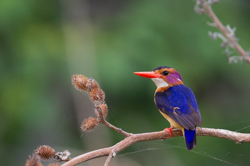 African Pygmy Kingfisher - nominate race