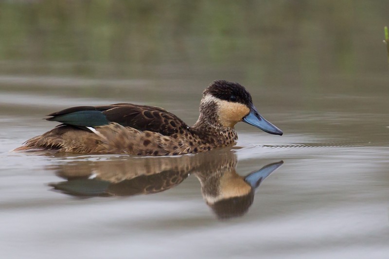 Blue-billed Teal
