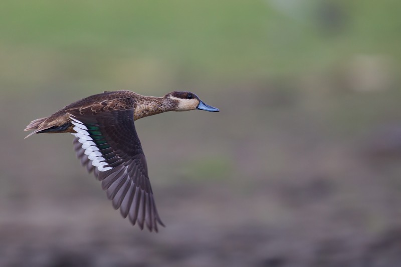 Blue-billed Teal in flight