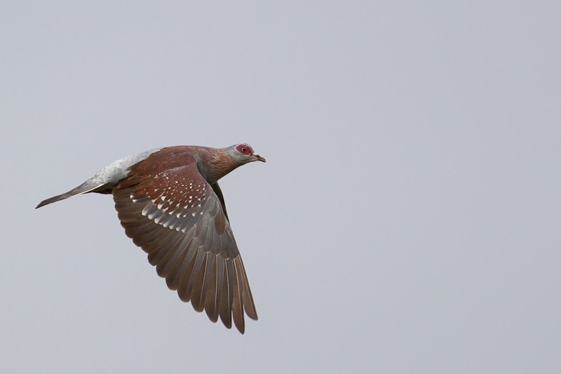 Speckled Pigeon in flight - nominate race