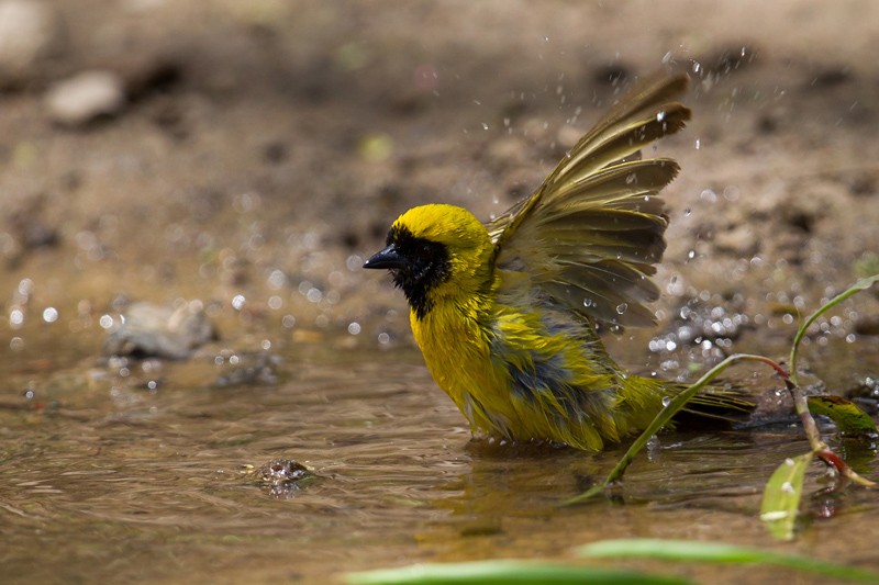 Little Weaver - nominate race