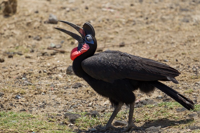 Abyssinian Ground Hornbill - Foraging