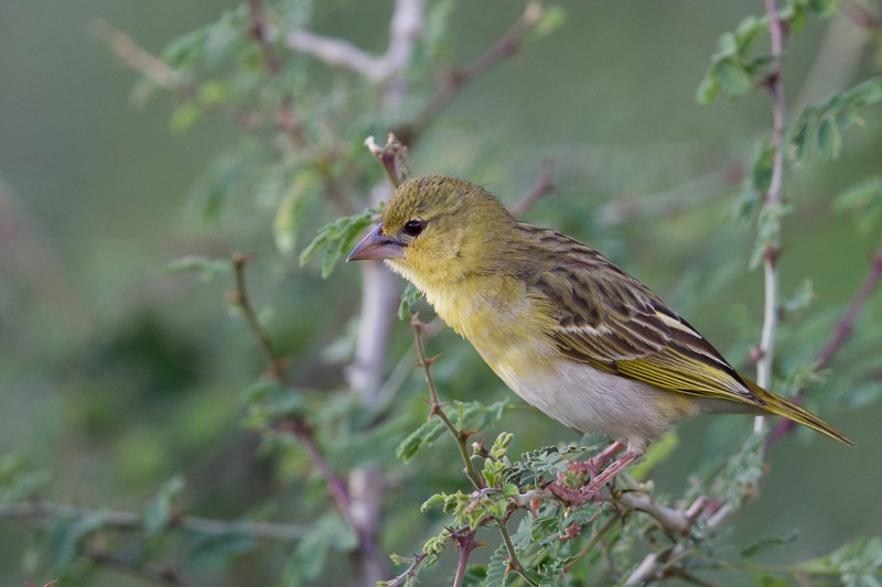 Ruppell's Weaver