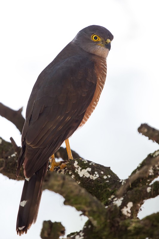 African Goshawk - ssp Unduliventer