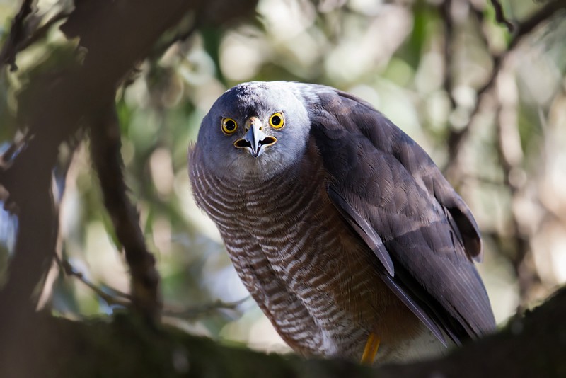 African Goshawk - ssp Unduliventer