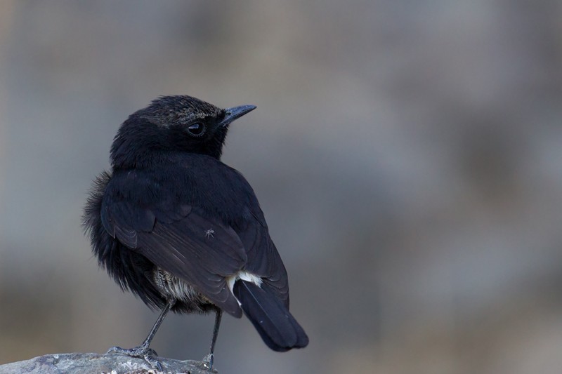 Abyssinian Wheatear - nominate race