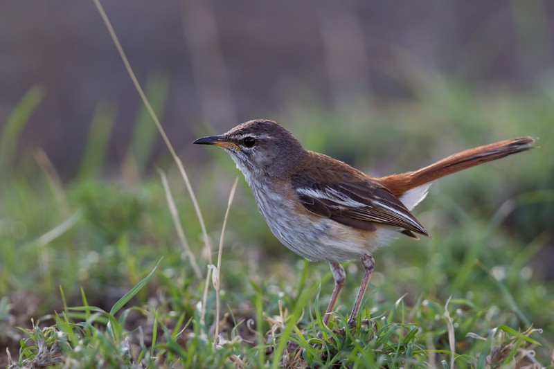 White-browed Scrub Robin - ssp leucoptera