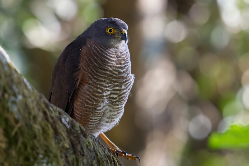 African Goshawk - ssp Unduliventer