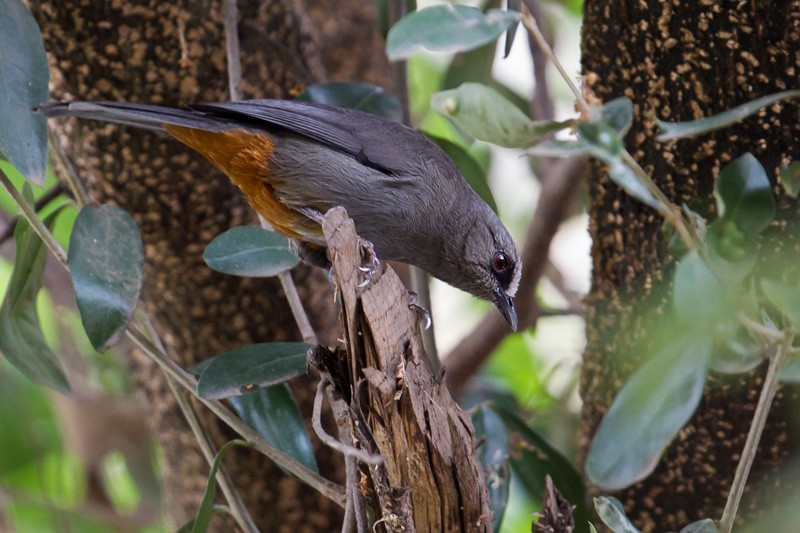 Abyssinian Catbird