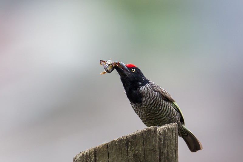 Banded Barbet - probably nominate race