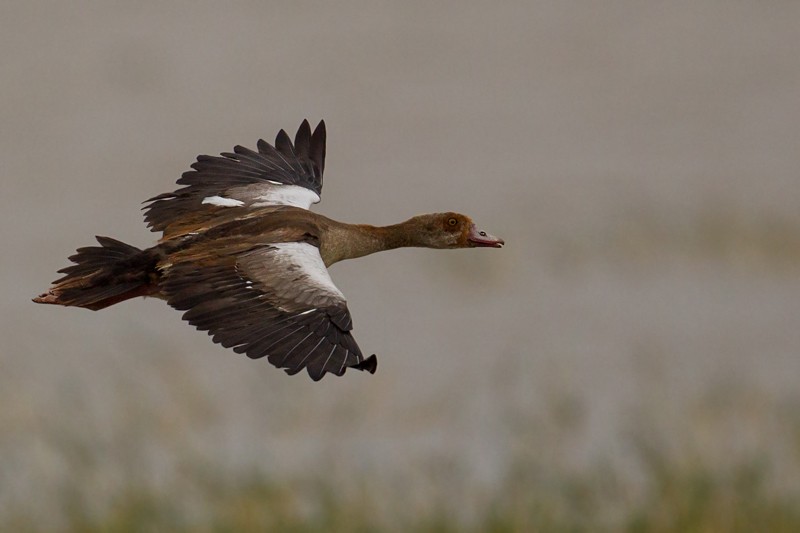 Egyptian Goose - immature in flight