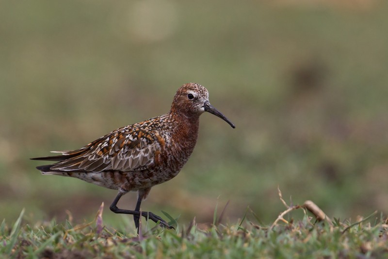 Curlew sandpiper
