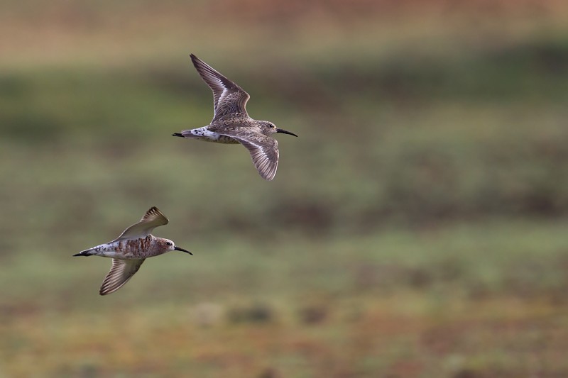 Curlew Sandpiper in flight