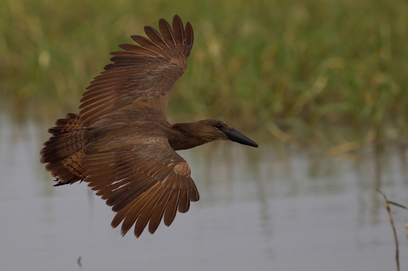 Hamerkop in flight