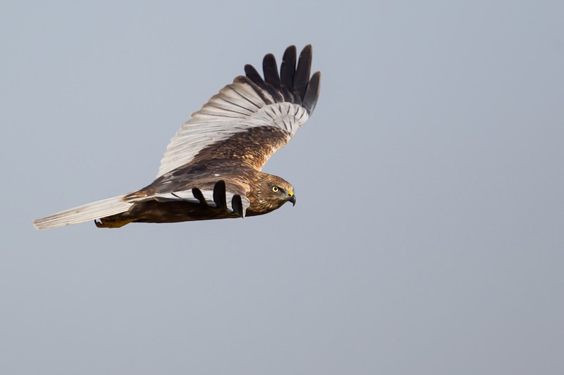 Western Marsh Harrier in flight