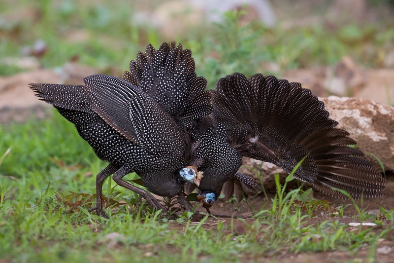 Helmeted Guineafowl - Adults (presumed males) fighting!