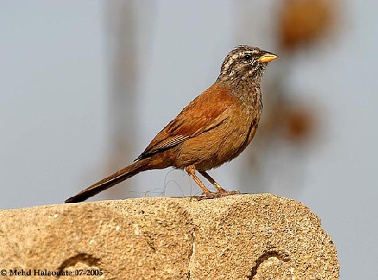 House Bunting