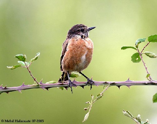 European Stonechat