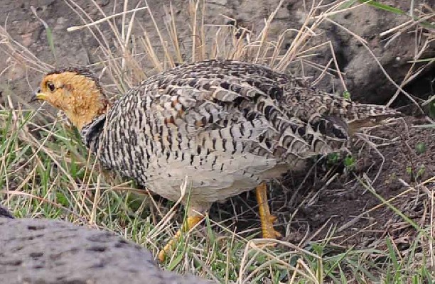 Coqui Francolin