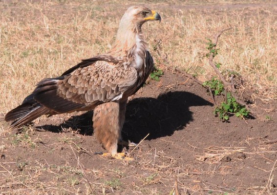 Tawny Eagle 