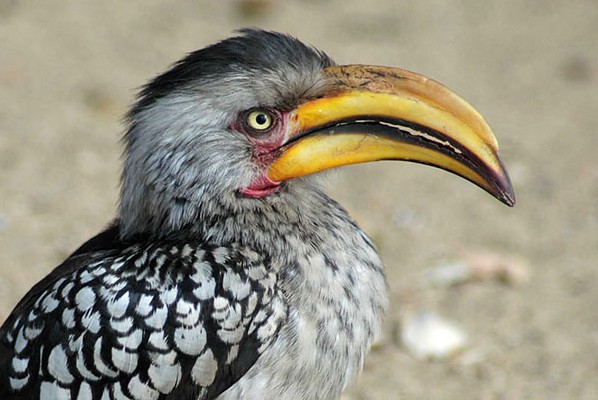 Southern Yellow-billed Hornbill