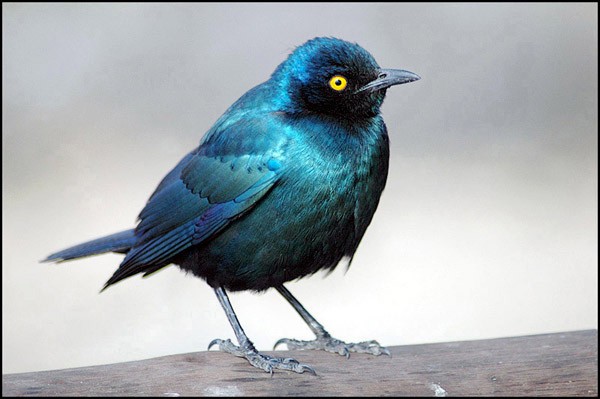 Cape Glossy Starling