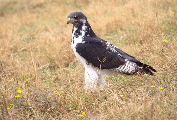 Augur Buzzard