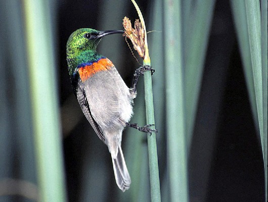 Southern Double-collared Sunbird