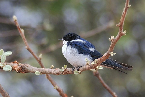White-tailed Swallow