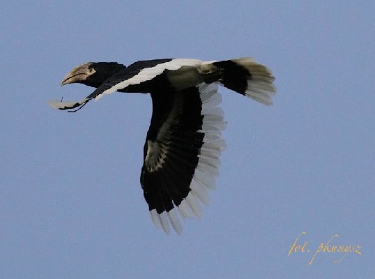 White-thighed Hornbill