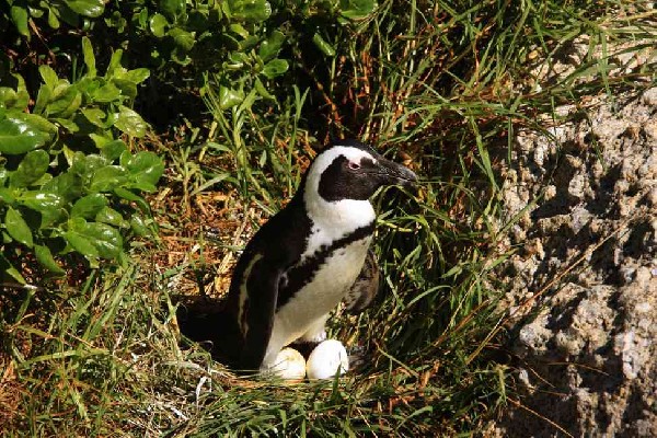 Jackass Penguin