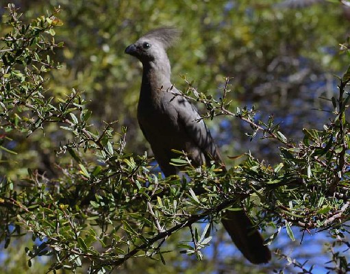 Grey Go-away Bird