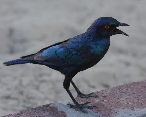 Cape Starling