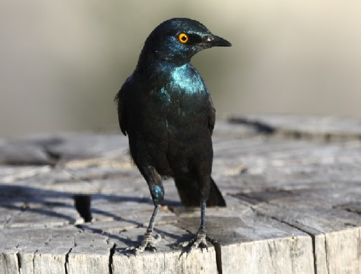 Cape Starling perched on tree stump