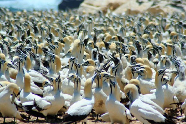 Cape Gannets at Lamberts Bay