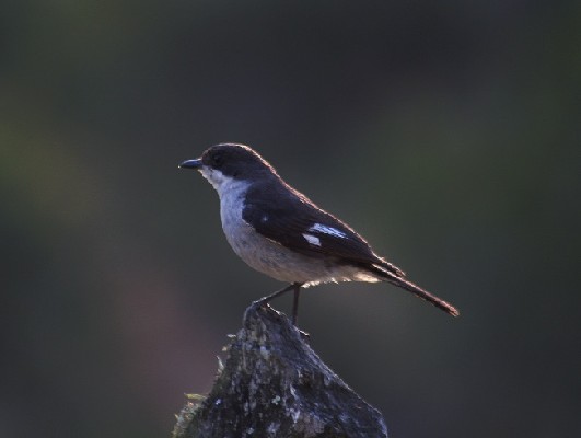Fiscal Flycatcher