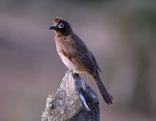 Cape Bulbul perched