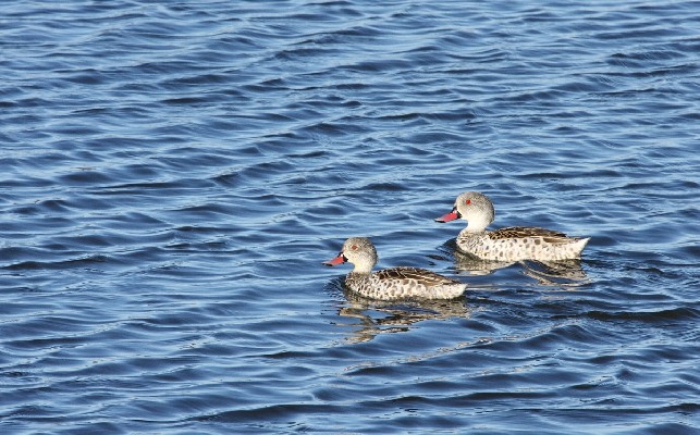 Cape Teal